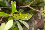 Buckwheat tree <BR>Black titi